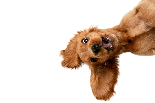 ddd removebg preview