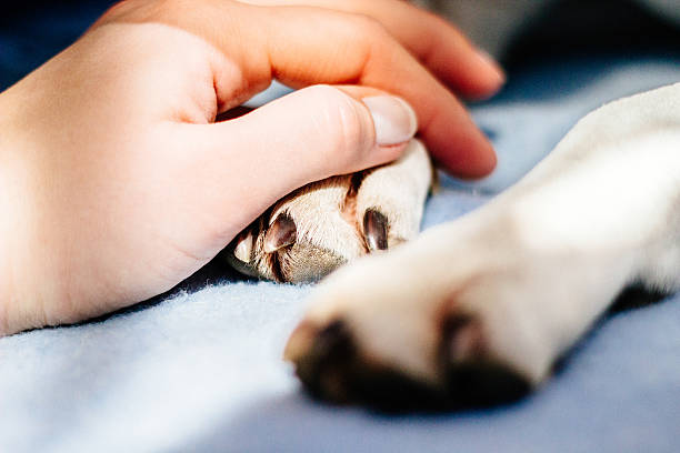 human hand holding dog paw
